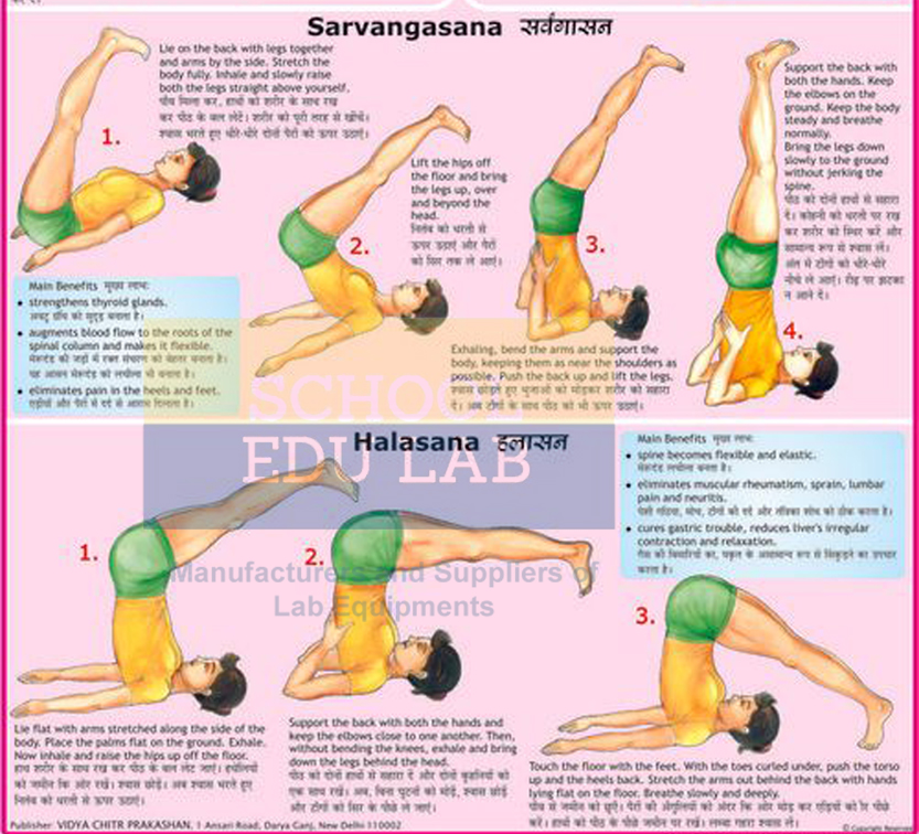 Sarvangasan and Halasan Chart
