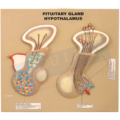 Pituitary Gland And Hypothalamus