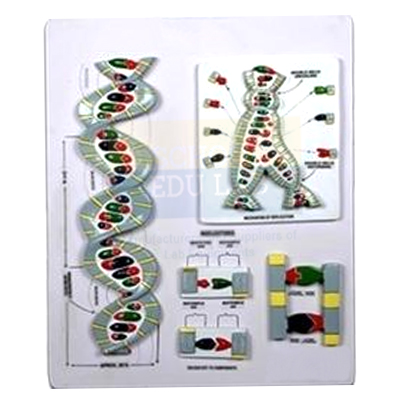 Deoxyribo Nucleic Acid (DNA) Model