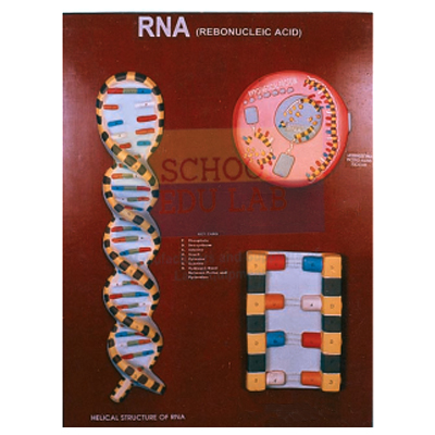 Ribo Nucleic Acid (RNA) Model