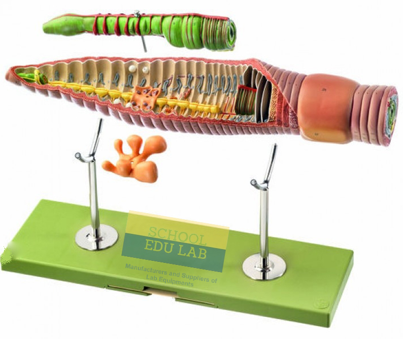 Earthworm Anatomical Model