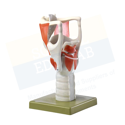 Human Larynx, Functional