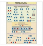 Pedigree Analysis-1 Chart