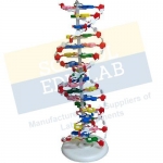 Human DNA Structure Model