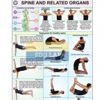 Spine and Related Organs Chart