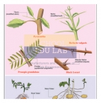 Analogous Organs Plants Chart