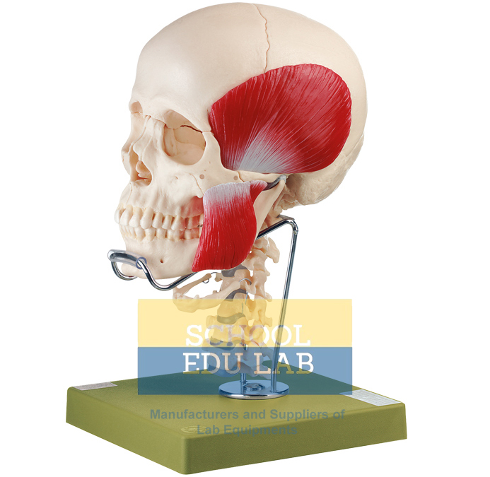 Hyoid Bone Model