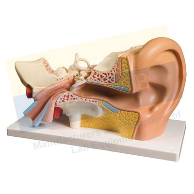 Human Ear Model