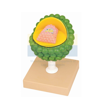 Aids Virus Model
