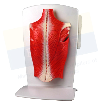 Back Muscle Model