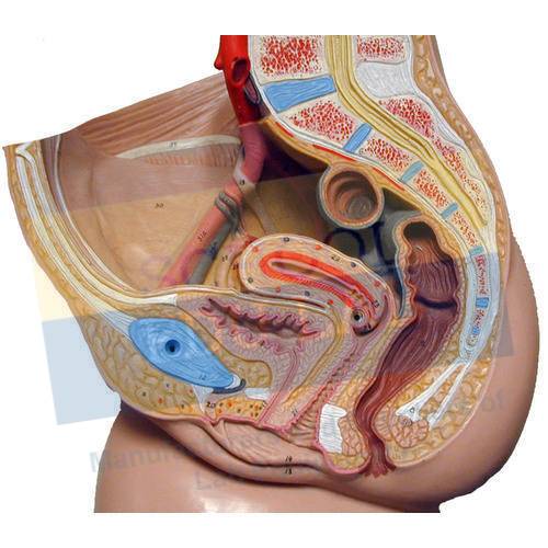 Human Reproductive System Female Model