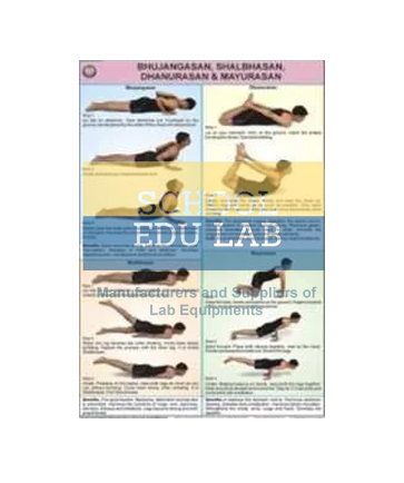 Pawan Muktasana and Chakrasana Chart