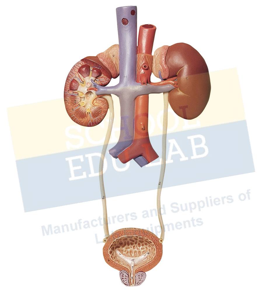 Human Excretory System Model