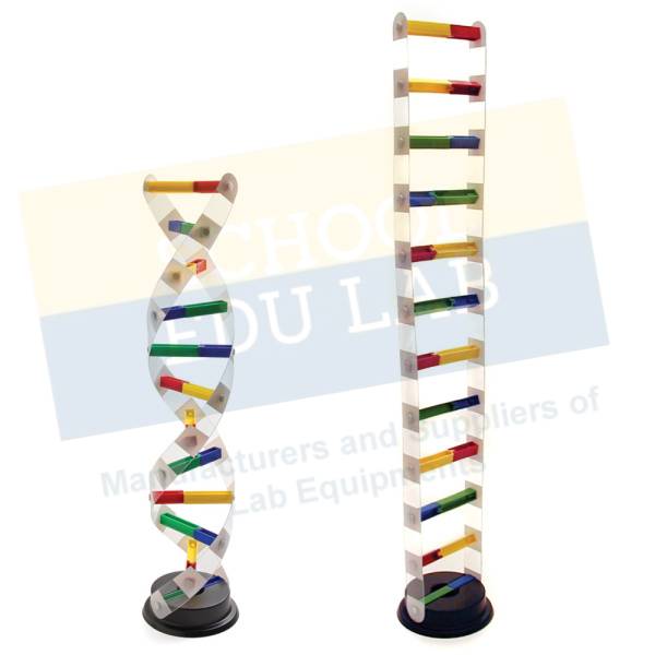 DNA Structure Simulation Kit Model