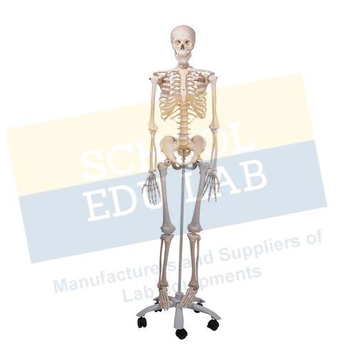 Human Skeleton Model