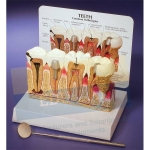 Human Teeth Model