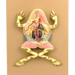 Frog Dissection Model
