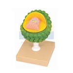 Aids Virus Model