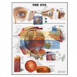 Healthy Eye Chart