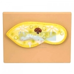 Paramecium Model